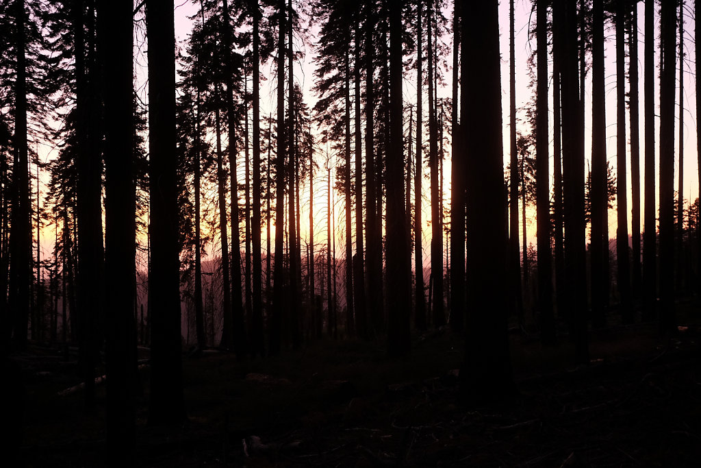 evening light in the forest
